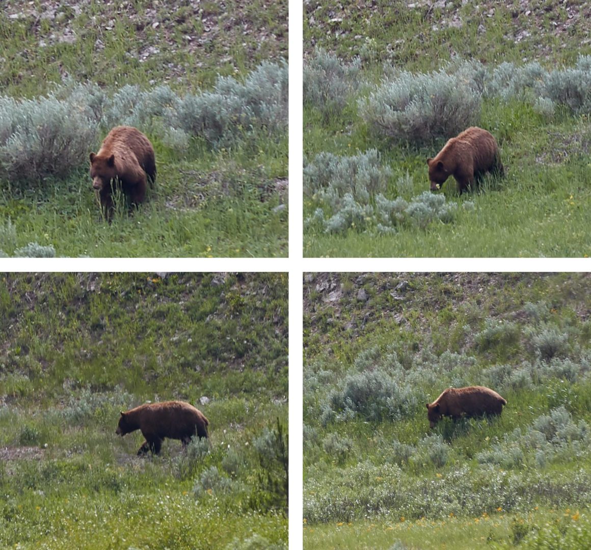 grizzly bear sighting